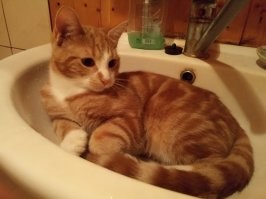 Жена давно хотела рыжего )))