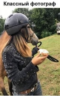 Новое исследование: лошади НЕ привязываются к своим хозяевам