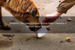 "Я не игрушка" - о чем хотят сказать нам собаки