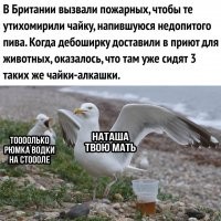 Как город становится центром войны между воронами и чайками