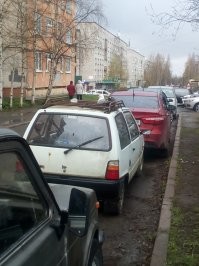 Как город становится центром войны между воронами и чайками