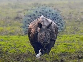 15 запутанных снимков, которые введут вас в заблуждение 