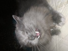 котэ поддержит