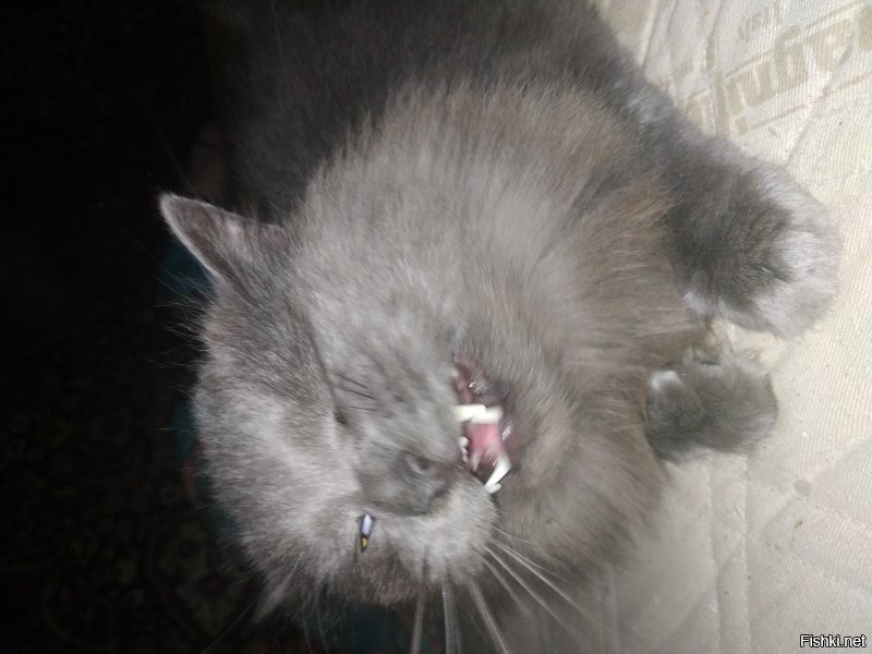 котэ поддержит