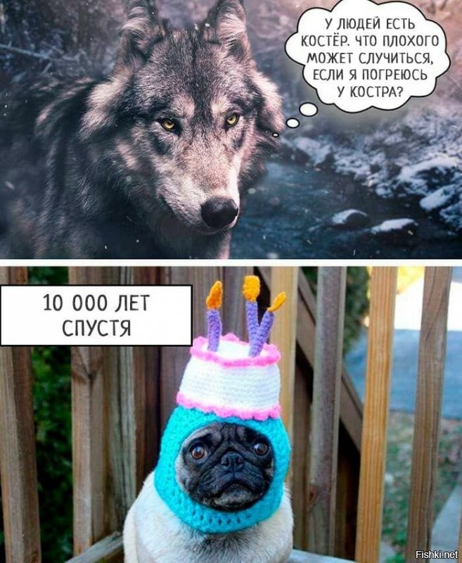 Как изменились собаки разных пород за 100 лет