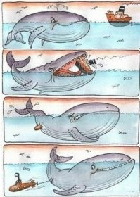Кит чуть не проглотил туристок на каяке