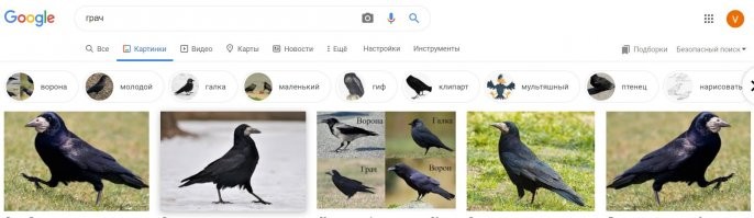 Грачи собирают орехи на деревьях