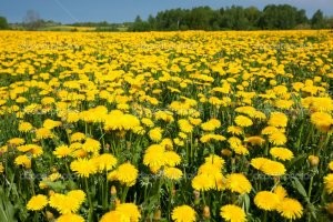 с друзьями в таком ковре на покрывале сидели с девченками венки плели, на всю жизнь воспоминание.
