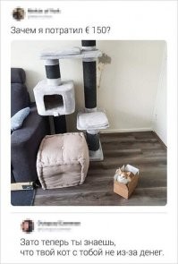 Котейки, которые готовы спать где угодно, кроме своих лежанок