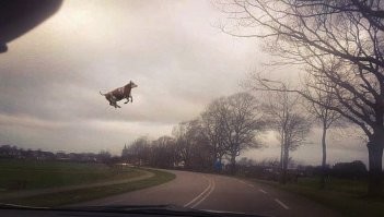 Прикольные и смешные картинки