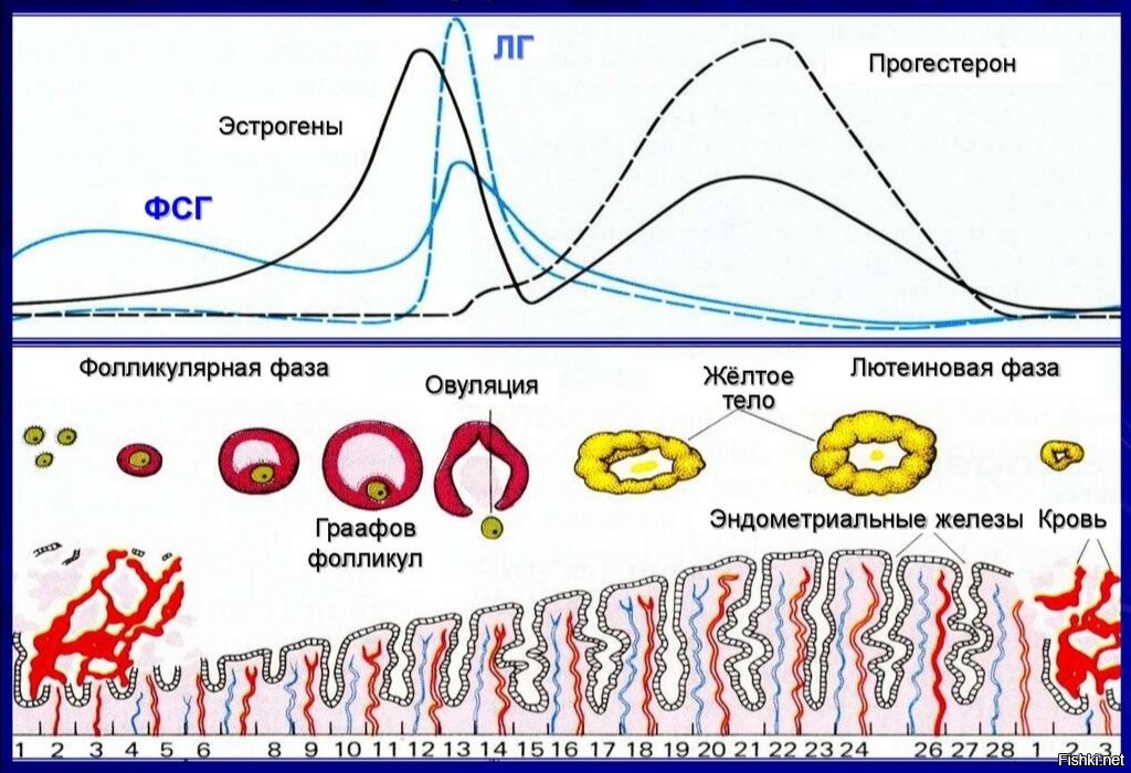 Овуляция губы. Менструальный цикл. Процесс овуляции. Нарушение менструального цикла. Менструальный цикл картинки.