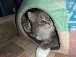 Котейки, которые готовы спать где угодно, кроме своих лежанок