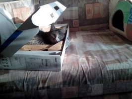 Котейки, которые готовы спать где угодно, кроме своих лежанок