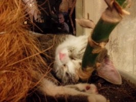 Котейки, которые готовы спать где угодно, кроме своих лежанок