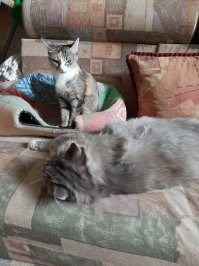 Котейки, которые готовы спать где угодно, кроме своих лежанок