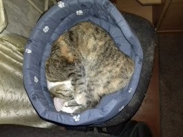 Котейки, которые готовы спать где угодно, кроме своих лежанок