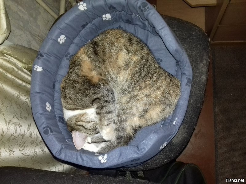 Котейки, которые готовы спать где угодно, кроме своих лежанок