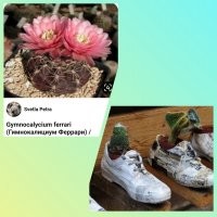 "потуги компании Феррари, это просто попытка натянуть ежа на кактус" 

Кроссовок на кактус.