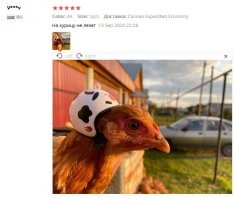 Больше удивляет не шлем для курицы, а то, что кто-то пытается его на нее надеть!