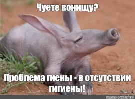 Стремительный бросок гиены в попытке добыть&nbsp;трубкозуба попал на&nbsp;видео
