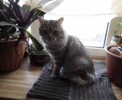 Нашего второго котюню я подобрала возле магазина, когда он опасно перебегал дорогу....
Некоторое время он грелся у меня на коленях и угощался кормом...а потом мы вместе ( плюс мой муж и старшая кошка)  решили уже далее не расставаться с нашим новым членом семьи 
Котюня вырос в пушистого и ласкового красавца-котяру 
Я понимаю, что всех спасти нереально, но, если есть возможность помочь-приютить, то её лучше использовать... 
Кстати, когда всё произошло на дороге тогда у нас - мне и в голову не пришло фотографировать процесс, да и мысли были совсем о другом!