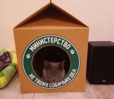 Кровать, которая является прекрасным домиком для вашей кошки