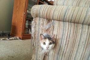 Кровать, которая является прекрасным домиком для вашей кошки