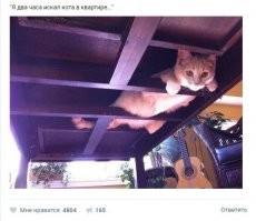 Кровать, которая является прекрасным домиком для вашей кошки
