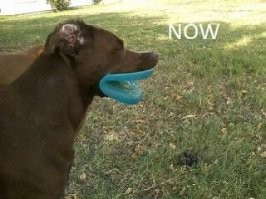 Как изменились собаки разных пород за 100 лет