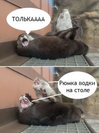 Милота дня: малыш выдры кушает кубики льда