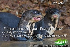 Милота дня: малыш выдры кушает кубики льда