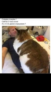 15 котеек, которые навязывают миру свои правила