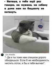 15 котеек, которые навязывают миру свои правила