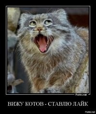 15 котеек, которые навязывают миру свои правила