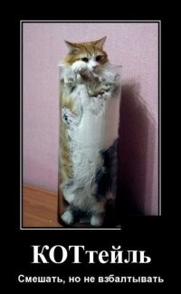 Кошачий фотопозитив