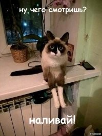 Кошачий фотопозитив