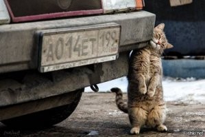 Кошачий фотопозитив