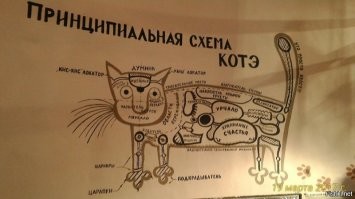 Кошачий фотопозитив