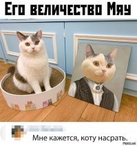 Кошачий фотопозитив