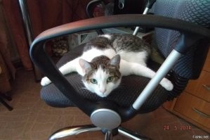 Кошачий фотопозитив