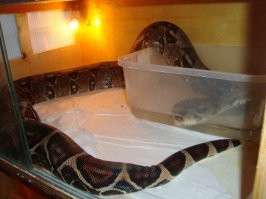 идиотизм и истерика на пустом месте . змеи линяют несколько раз в год и  змея обычно не бывает одна.   "выползок "- обычно их выкидывают , иногда собирают если кто-то попросит для рукоделия или детям поиграть . но  для террариумиста в основном представляет такую же ценность как кусок дерьма или рваный носок  . По выползку очень тяжело определить точный размер змеи - он тянется где-то на 30-70 % . ну можно сказать мелкая средняя или большая . в данном случае змея была грубо  где-то метра 2,5 м . я думаю кто-то выкинул и дети нашли или вынес из дома поиграть эту кожу,  а может носил змею погулять и она полиняла в процессе. думаю змея была примерно такая тут где-то 2.2-2.5 так что не вижу не чего страшного и удивительного.