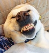 Хит "Степан!" в рок-версии