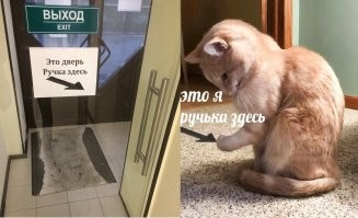 15 котеек, которые навязывают миру свои правила