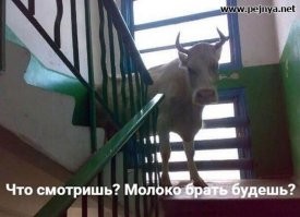 Марина и корова, или Эпичная история о памятном подарке