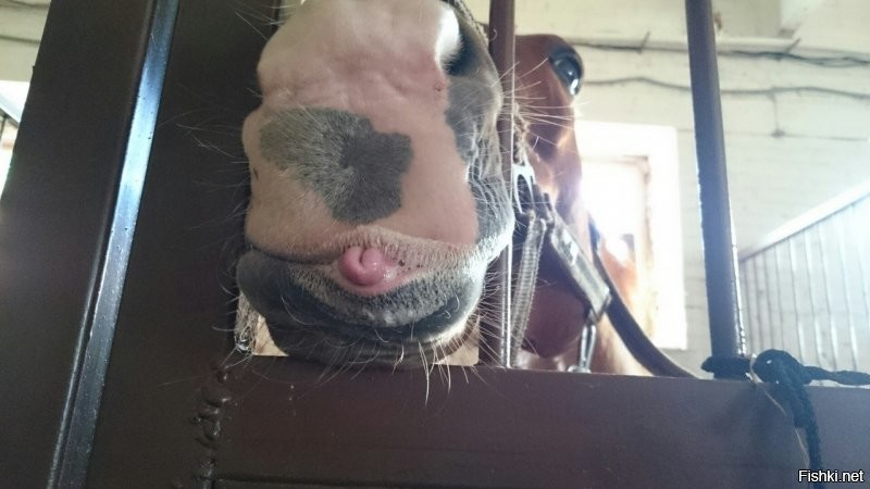 Лошадь вынудила свою наездницу принять незапланированные водные процедуры