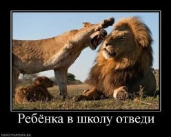 Первая прогулка львят с мамой