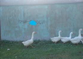 Гусиный ЧЗНХ... Непонятные ситуации, в которых ещё присутствует пернатый безобразник