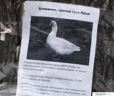 Гусиный ЧЗНХ... Непонятные ситуации, в которых ещё присутствует пернатый безобразник