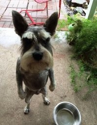 16 животных, которые на фото выглядят как качки