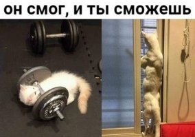 16 животных, которые на фото выглядят как качки